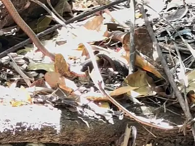 Flagra raro: cobras entram em confronto durante passeio em Bonito