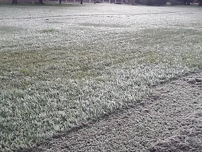 Frio extremo causa mortes de gado em Sidrolândia