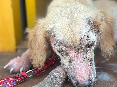 Mulher é presa em Campo Grande por maus-tratos a animais em estado deplorável