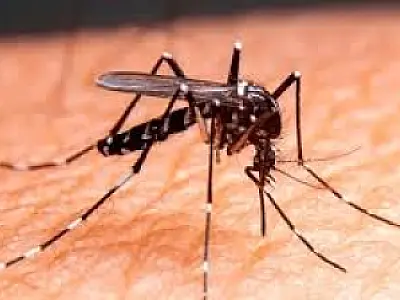 Aumento de casos de dengue tipo 3 preocupa Mato Grosso do Sul e São Paulo