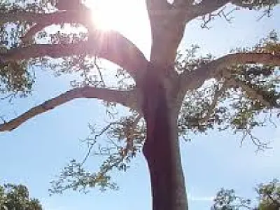 Chuvas abaixo da média e altas temperaturas marcam previsão climática para Mato Grosso do Sul