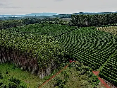 Empresa líder global em bioprodutos faz aquisição de 70 mil hectares de terras em MS