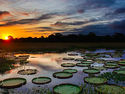 Agenda Climática: Campo Grande sedia Pré-COP30 do Bioma Pantanal no dia 30 de setembro