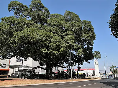 Campo Grande celebra Semana da Árvore com plantios, ações educativas e lançamento de projetos