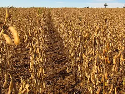 Crise silenciosa no campo leva produtores de MS à Justiça em busca de sobrevivência