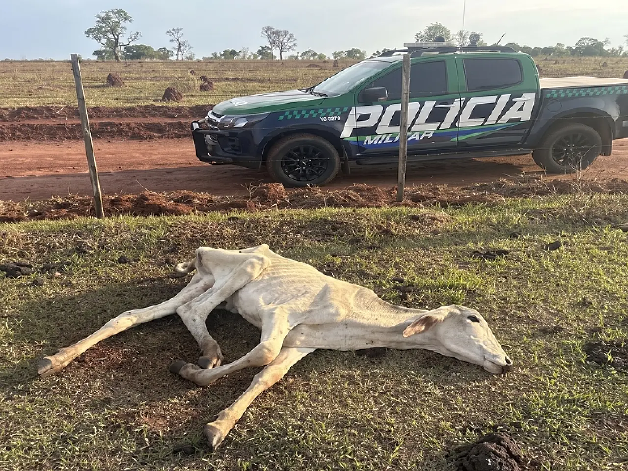 Fazenda de Cassilândia entra na mira do MPMS após denúncias de maus-tratos a bovinos