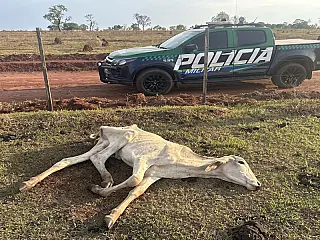 Fazenda de Cassilândia entra na mira do MPMS após denúncias de maus-tratos a bovinos