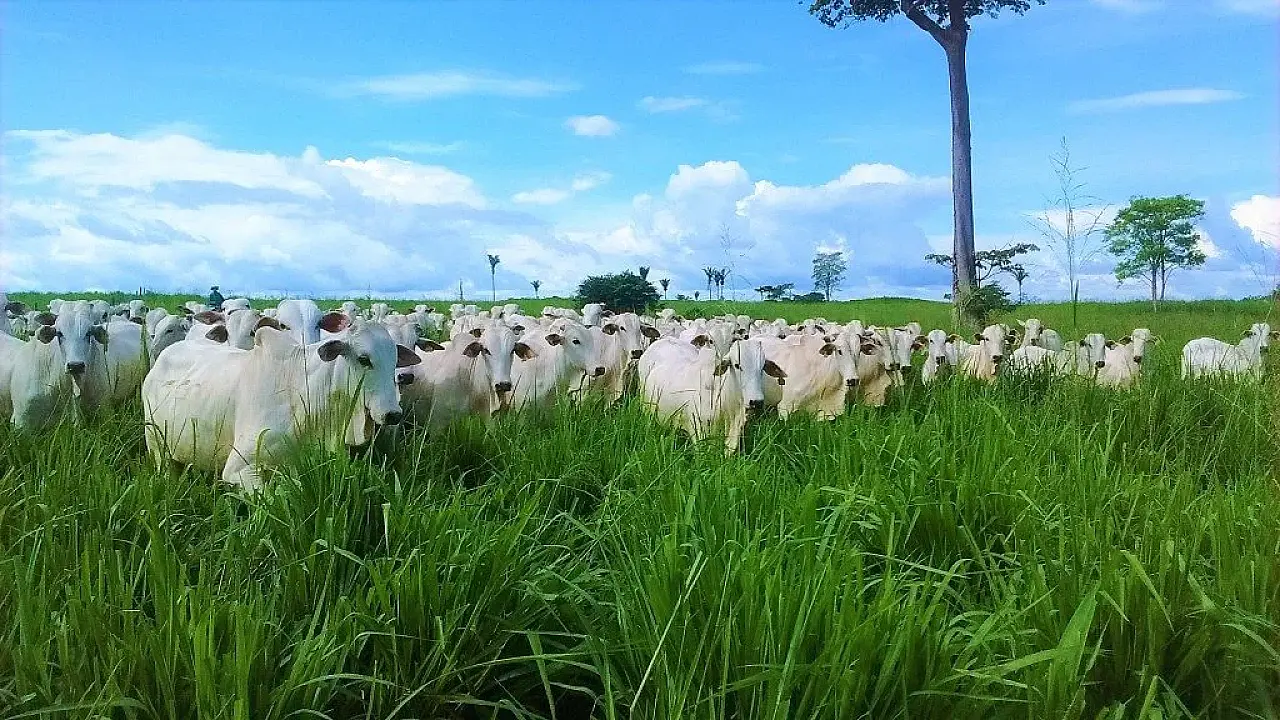 União Europeia suspende carnes do Brasil; bloqueio pode afetar US$ 2 bilhões em exportações