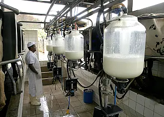 Preço do leite ao produtor sobe 4,65% e chega a R$ 2,87 por litro