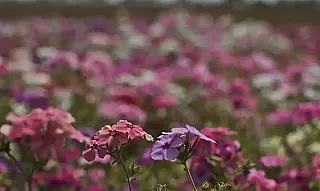 Temporais e calor extremo devem marcar primavera em MS