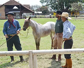 Expoequestre MS destaca preparação do cavalo Crioulo para competições