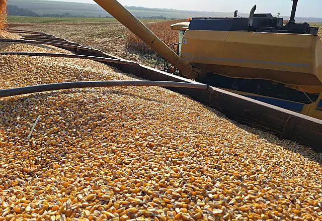 Milho entra na reta final em MS e produtores aceleram preparação para a soja