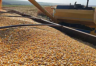 Milho entra na reta final em MS e produtores aceleram preparação para a soja
