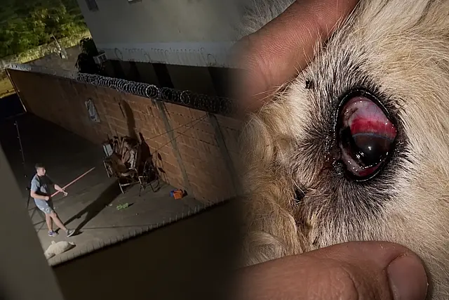 Cão é espancado até desmaiar em Campo Grande; vizinho filma agressão e mulher é presa