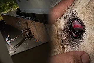 Cão é espancado até desmaiar em Campo Grande; vizinho filma agressão e mulher é presa