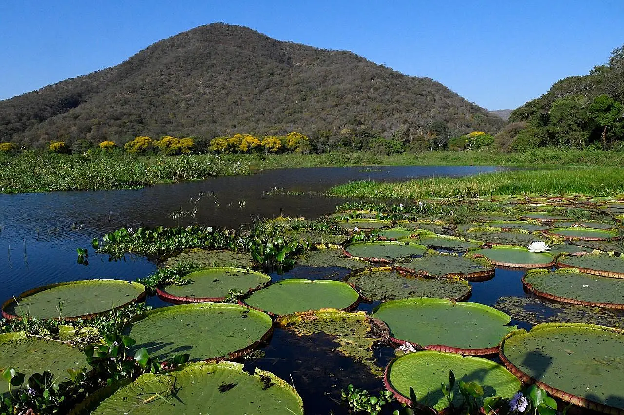 Presidente da Famasul e produtores defendem modelo de preservação adotado no Pantanal