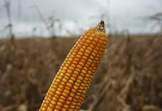 Colheita do milho chega a 99,8% em MS enquanto plantio da soja avança