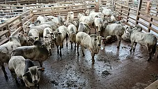 Lote de Bovinos atinge média de 24 arrobas e ganha destaque em programa nacional da pecuária