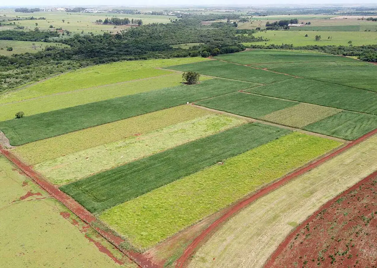 Melhor manejo do solo aumenta produtividade da soja em 11,1%