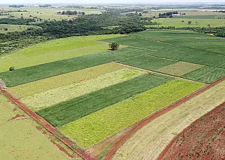 Melhor manejo do solo aumenta produtividade da soja em 11,1%