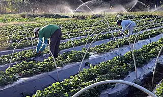 Nova lei do Seguro Rural amplia proteção e muda regras para produtores
