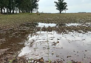 Excesso de chuva provoca erosão e pode exigir replantio de soja em MS