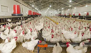 Brasil espera retomar exportações de frango e mel à União Europeia até dezembro