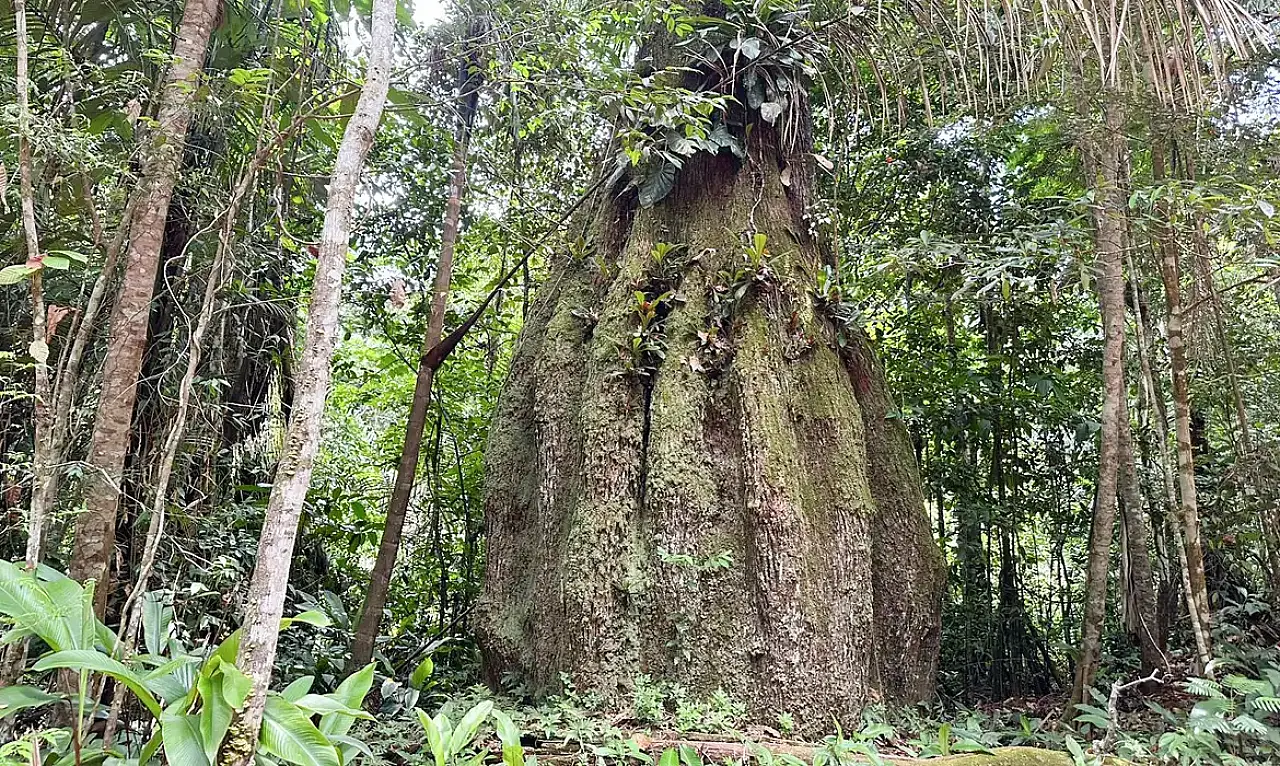 Congresso terá sete em cada dez parlamentares contra agenda ambiental