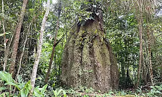 Congresso terá sete em cada dez parlamentares contra agenda ambiental