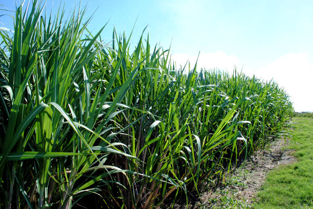Cana moída em Mato Grosso do Sul ultrapassa 43 milhões de toneladas