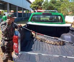 PMA intensifica ações para evitar atropelamento de animais na principal rodovia do Pantanal