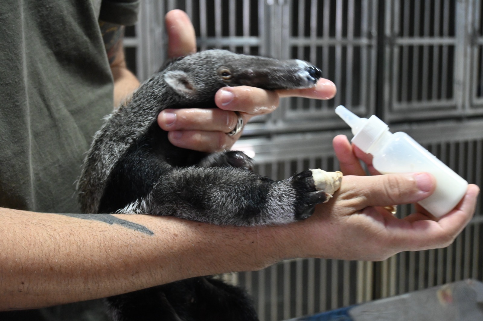 PMA resgata aves silvestres mantidas em cativeiro e aplica R$ 9,5 mil em multas 
