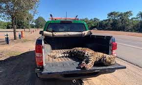 PMA intensifica ações para evitar atropelamento de animais na principal rodovia do Pantanal