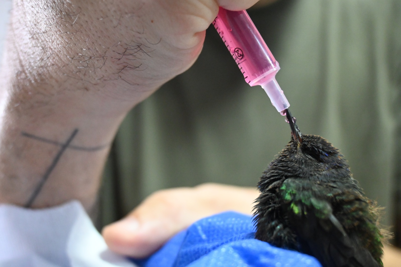 PMA resgata aves silvestres mantidas em cativeiro e aplica R$ 9,5 mil em multas 
